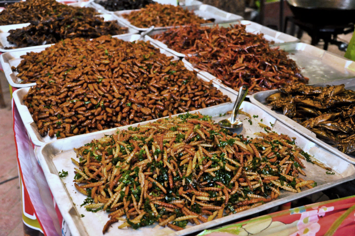 Insect Buffet