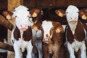 Cows on a farm