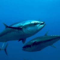 Atlantic bluefin tuna