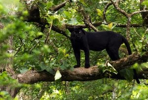 A melanistic Indian leopard in Nagarhole National Park