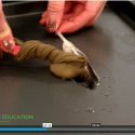 Screenshot of video lesson plan "Like Oil and Water" showing an oily feather being cleaned by a toothbrush