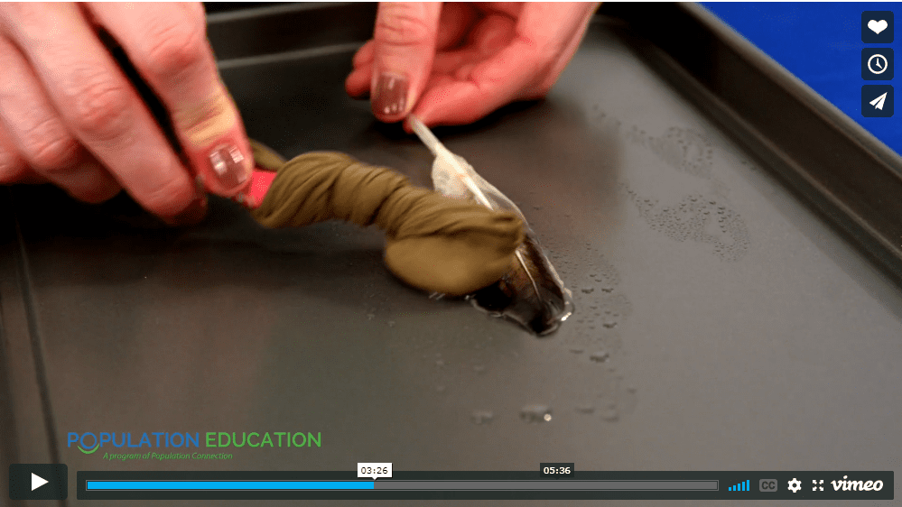 Screenshot of video lesson plan "Like Oil and Water" showing an oily feather being cleaned by a toothbrush