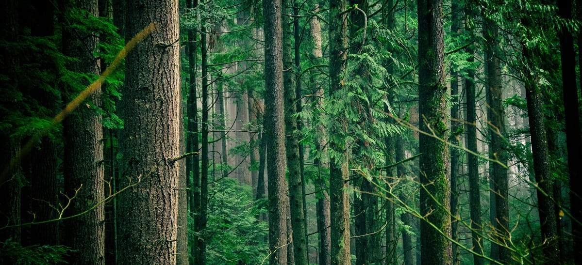 Tree trunks in a lush green forest