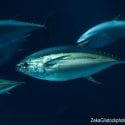 Bluefin tuna, whose overfishing is the subject of the reading.