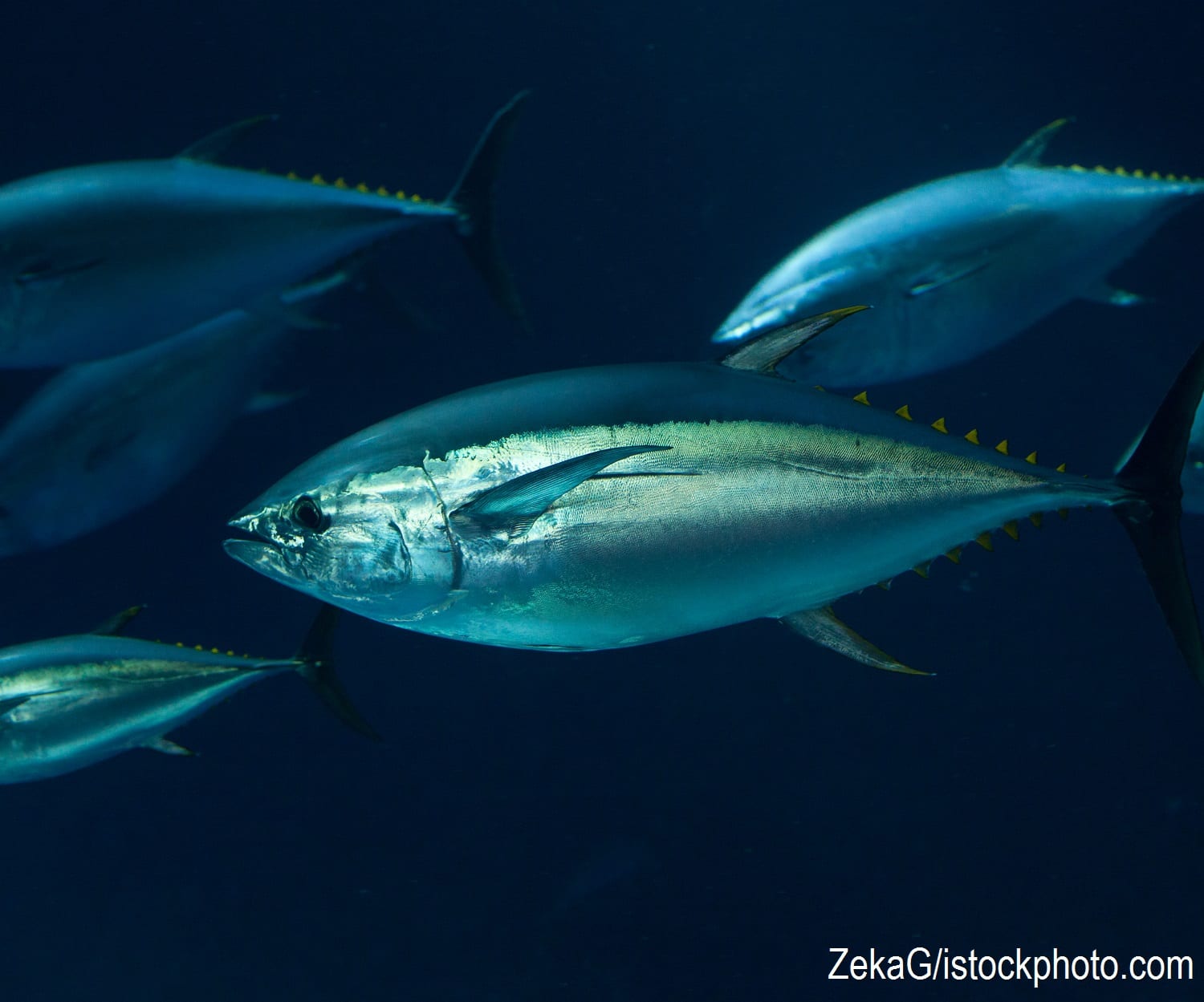 Bluefin tuna, whose overfishing is the subject of the reading.