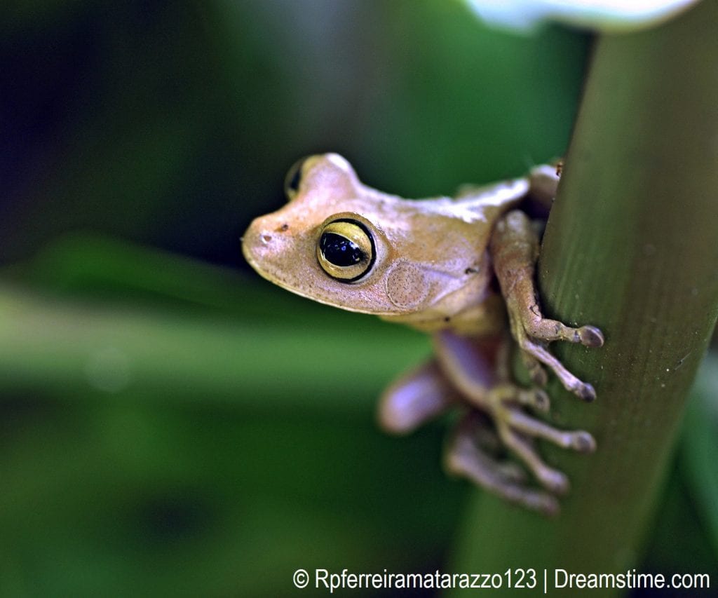 A frog resting on a tree branch.