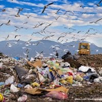 Pile of garbage in landfill with birds flying overhead