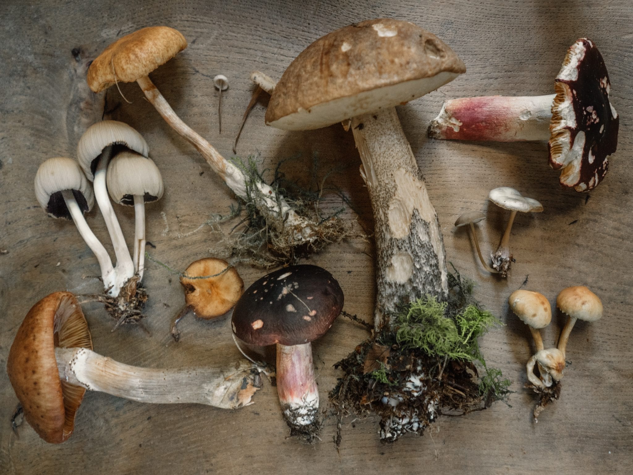 Mushrooms and various fungi displayed on a wooden table