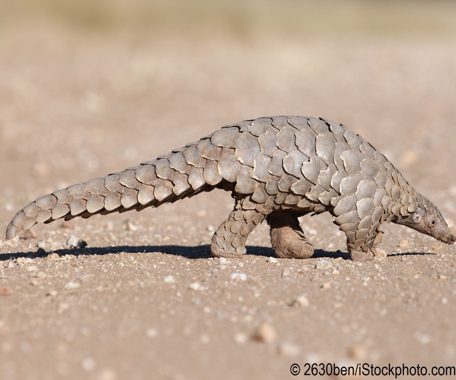 A pangolin hunting for ants in the dirt.
