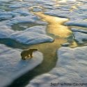 A polar bear on a melting ice cap in the Arctic.