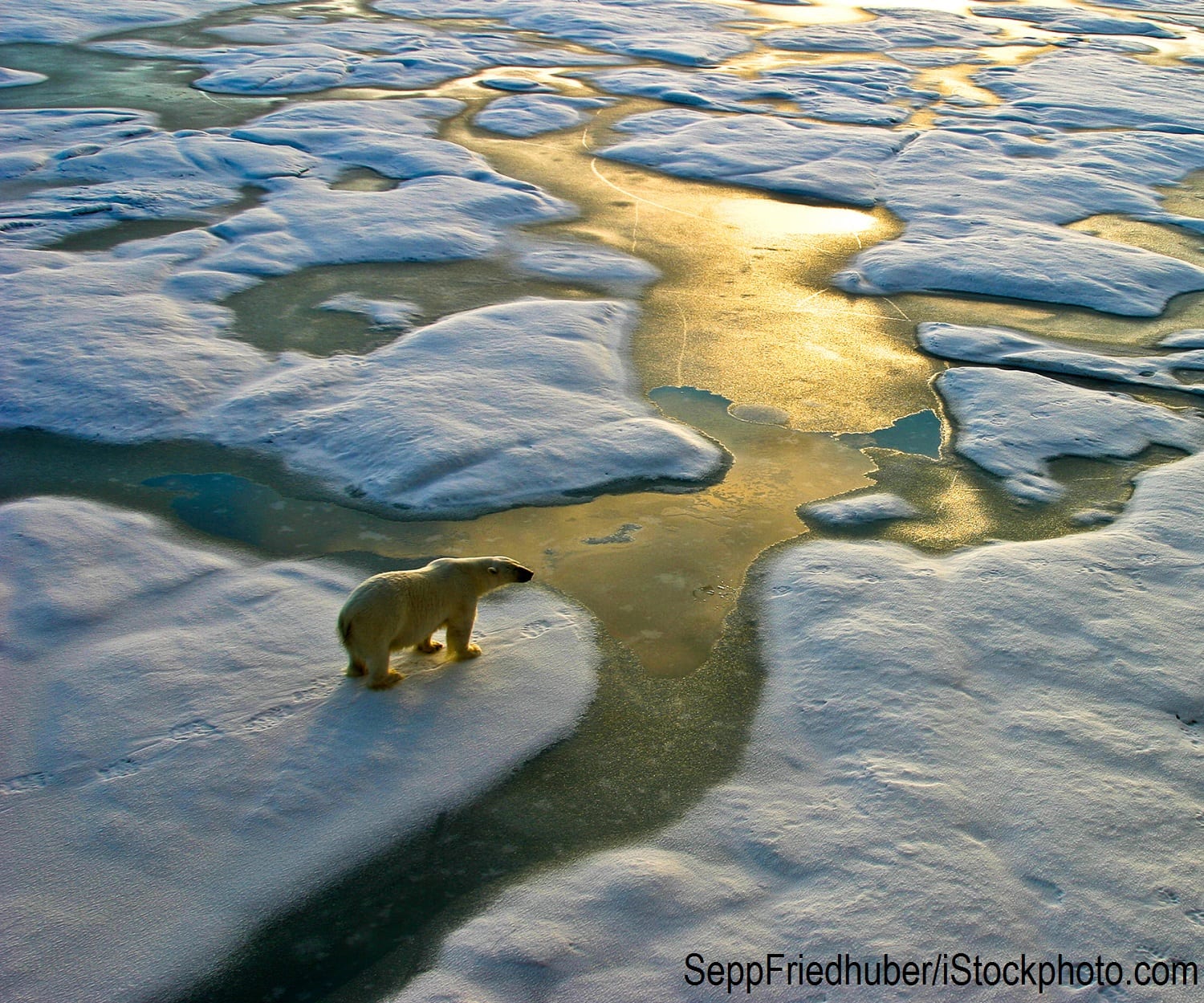 A polar bear on a melting ice cap in the Arctic.