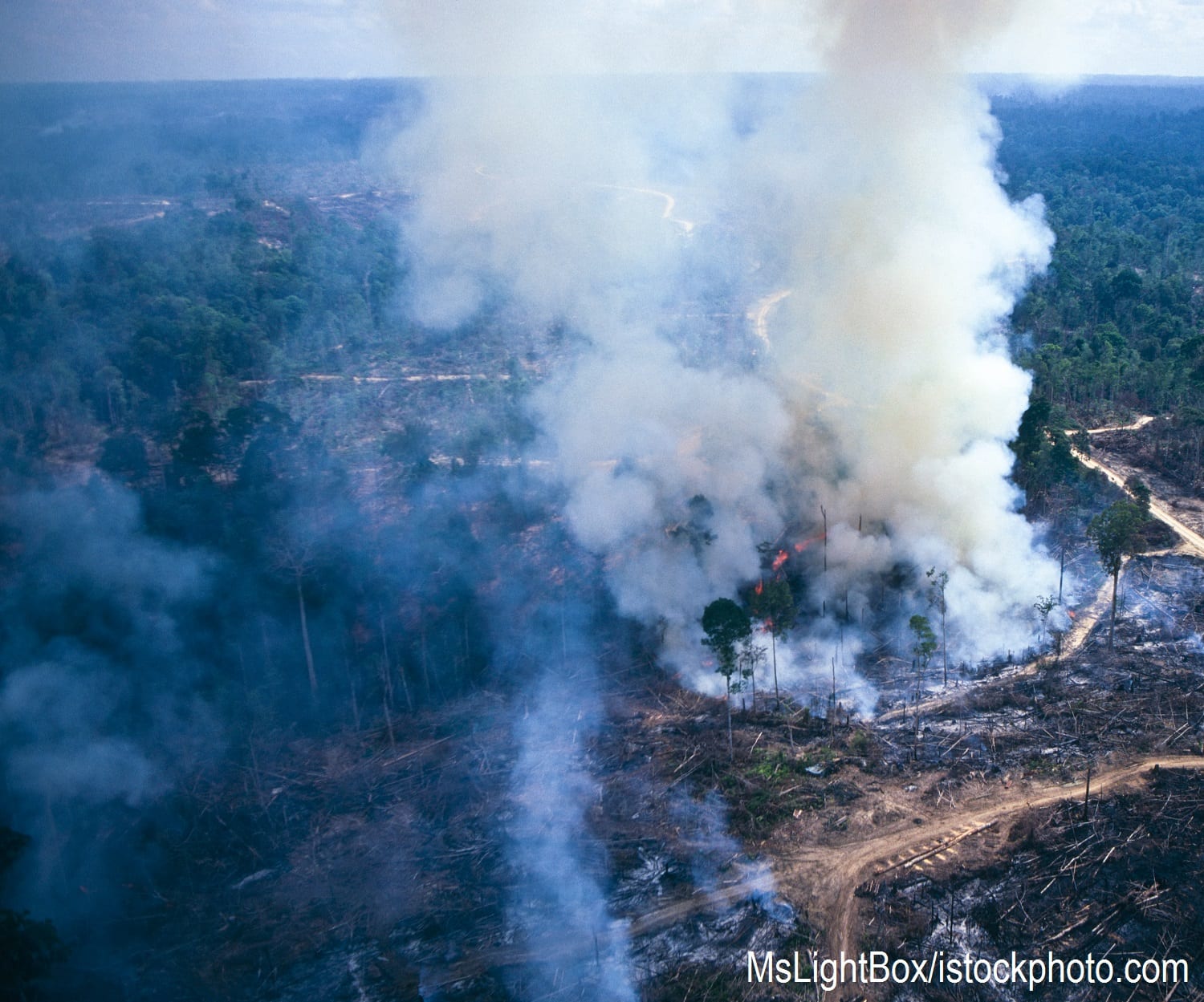 Forest in Sumatra being removed by slash and burn to make way for palm oil plantations.