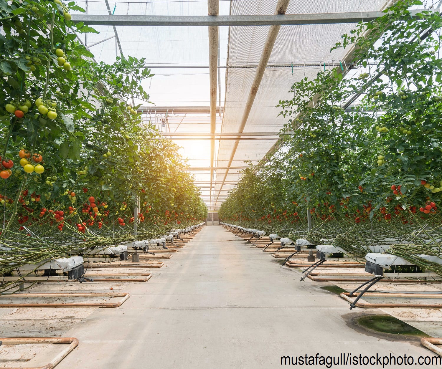 Tomatoes growing in a Dutch greenhouse.