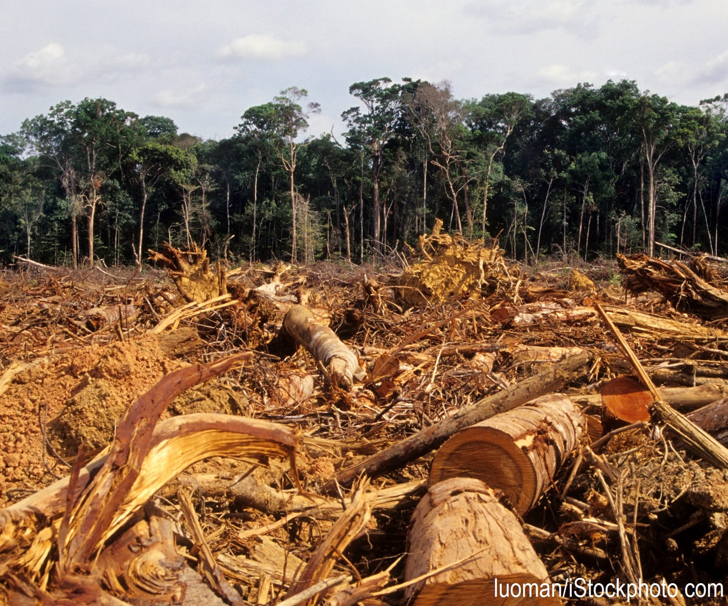 Deforestation in the Amazon rainforest.