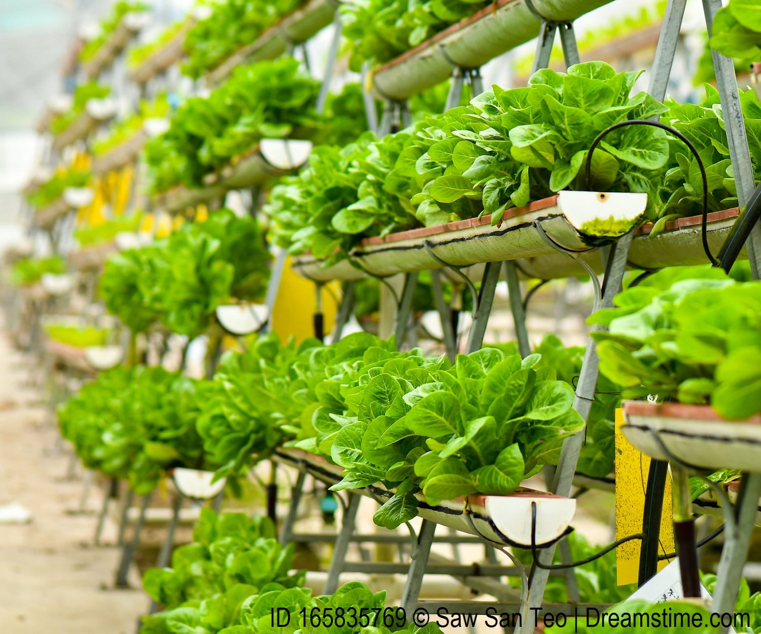 Vertical urban farming technology in Singapore.