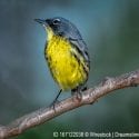 Kirtland's Warbler, one of the possible endangered species for students to examine.