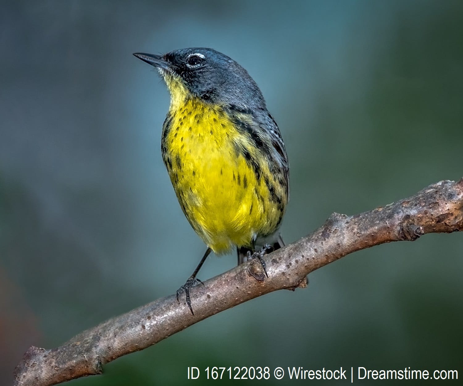 Kirtland's Warbler, one of the possible endangered species for students to examine.