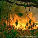 Amazon rain forest is burning and releases methane