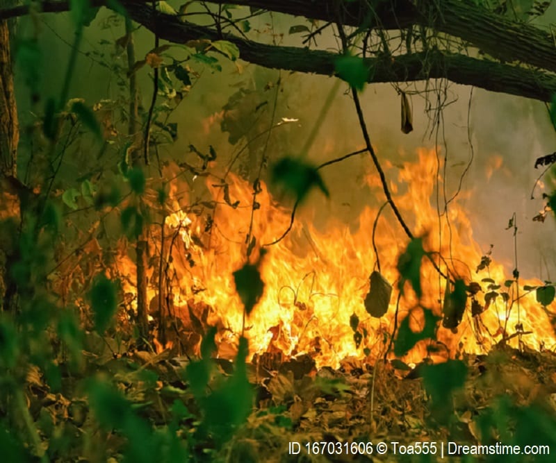 Amazon rain forest is burning and releases methane