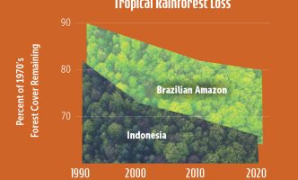 Forest loss in Indonesia and the Brazilian Amazon. Graph shows percentage of 1970s forest remaining through 2020