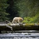 The Kermode, or spirit, bear in British Columbia
