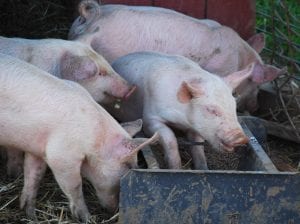 Pigs feeding at Homestead Farm, Poolesville, Maryland.