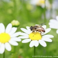 Bees and flowers are both part of an ecosystem where everything is connected to everything else