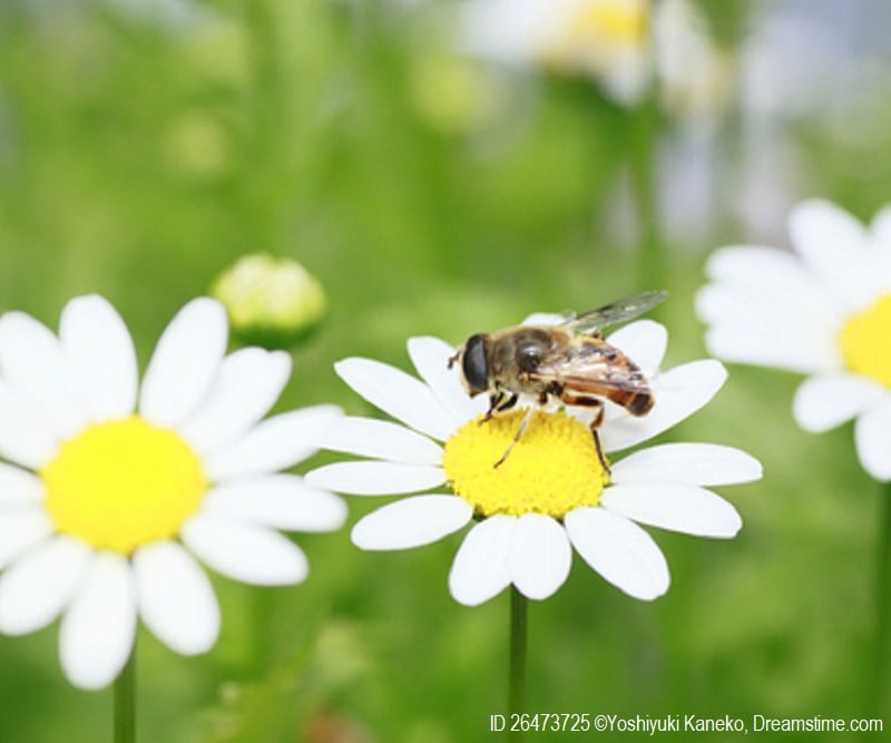 Bees and flowers are both part of an ecosystem where everything is connected to everything else