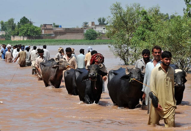 Displaced people cross muddy waters while fleeing Sindh and being streamed into Balochistan