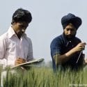 Two men conduct experiments in a cultivated wheat field in India