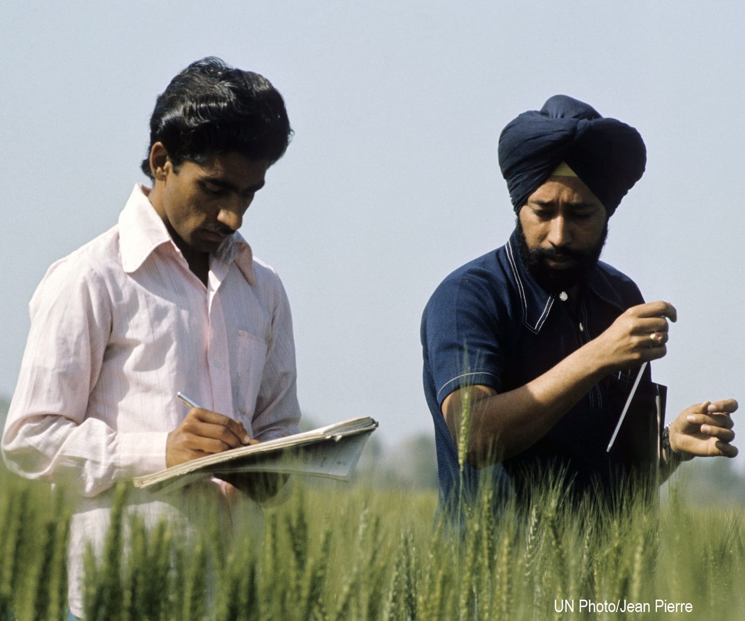 Two men conduct experiments in a cultivated wheat field in India