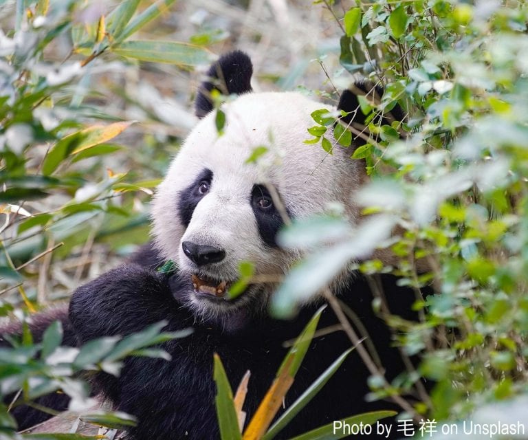 Pondering Pandas Simulation On Habitat Loss Pondering Pandas Simulation On Habitat Loss