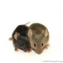 Populations of mice grow quickly and provide an example to elementary students of a high population growth rate