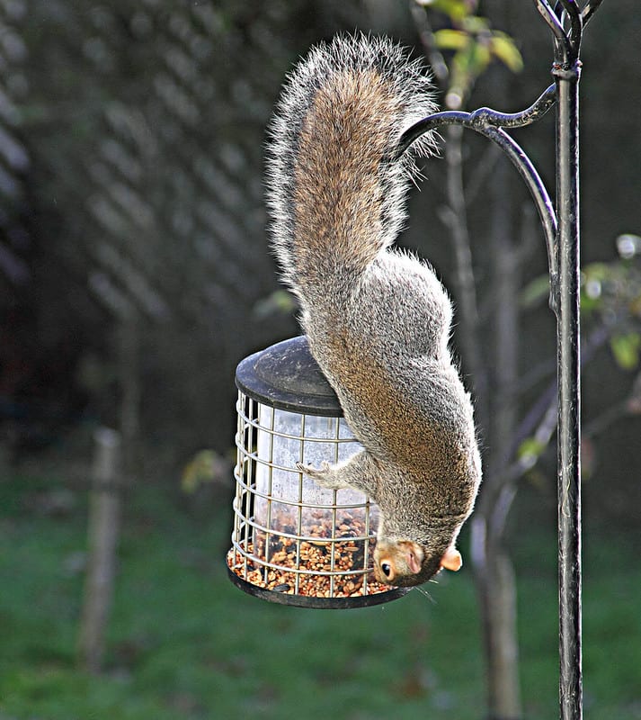 Birdfeeder with squirrel