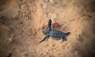 Black new born sea turtle on brown sand
