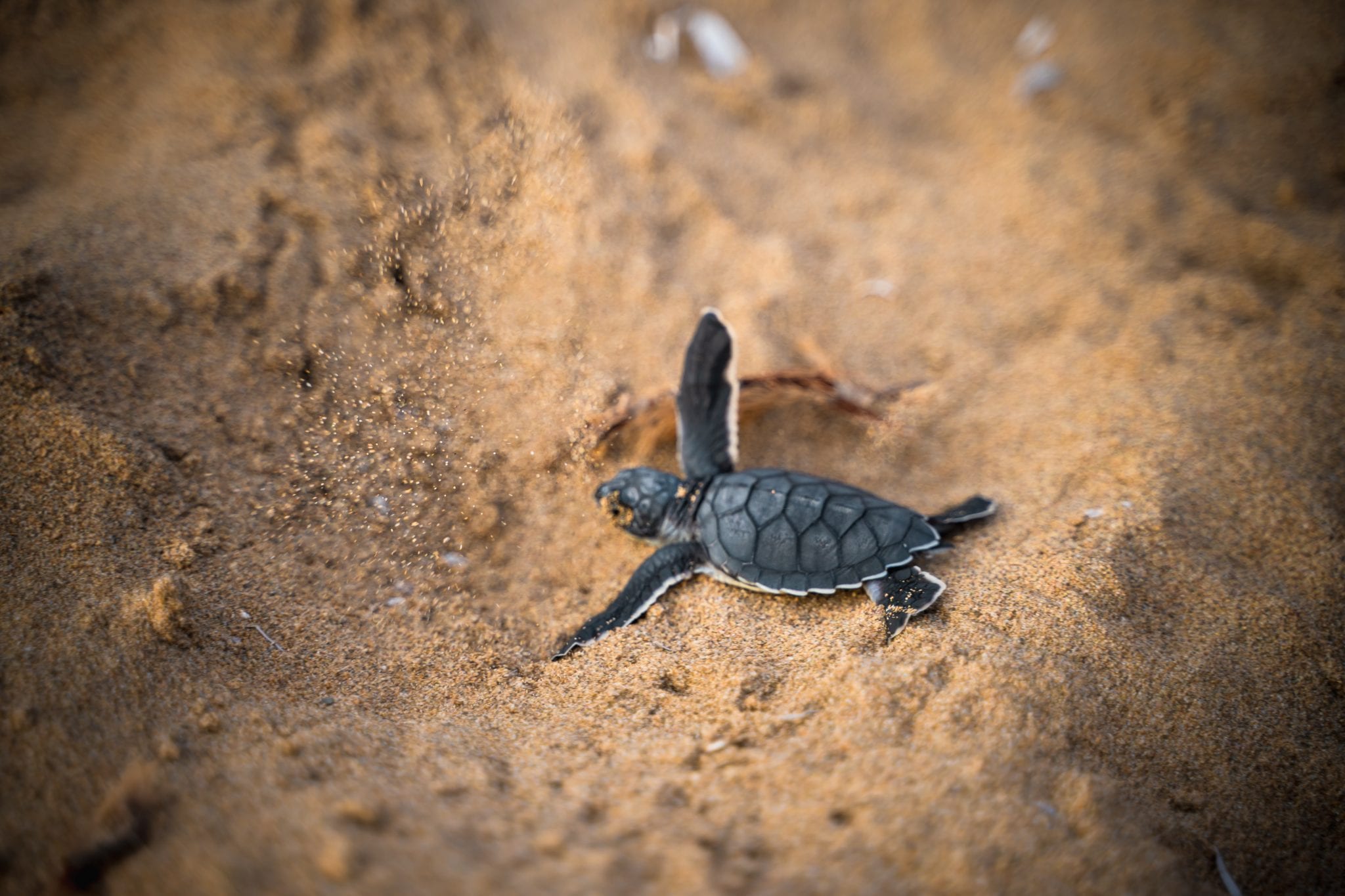 Black new born sea turtle on brown sand