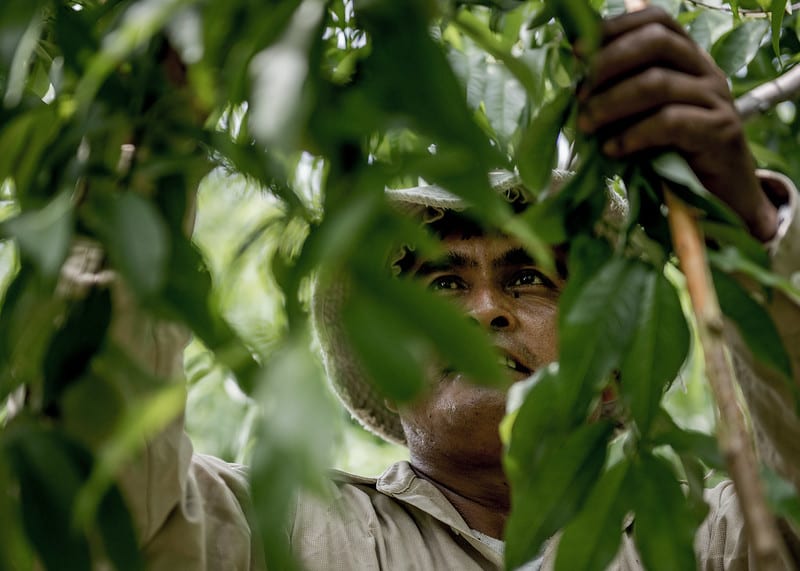 Close up of migrant worker picking peaches