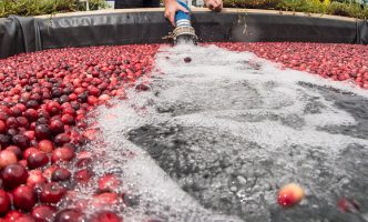 Man fills up a tub of cranberries with water to prepare them for harvest