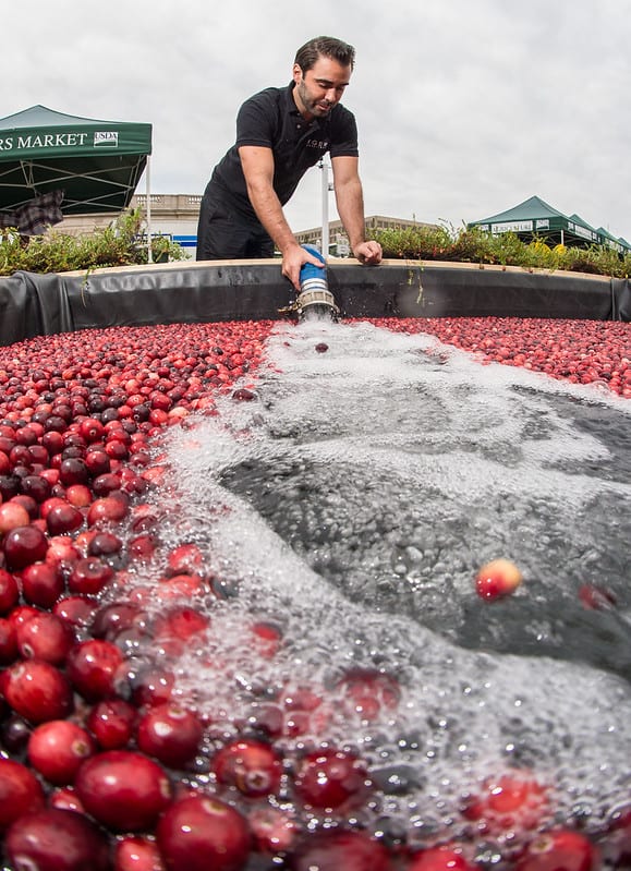 Man fills up a tub of cranberries with water to prepare them for harvest