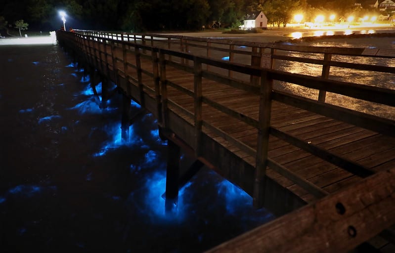 Bioluminescent harmful algal bloom near dock at Yorktown Beach, Virginia