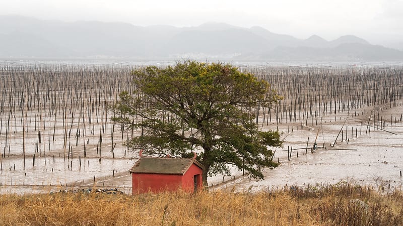 Cabin and tree in front of seaweed farm in China