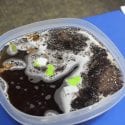 A bowl of polluted water is the end result of the early childhood lesson Who Polluted the River?, where students model the changes in a local river over time.