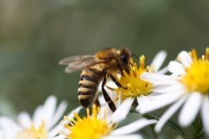 Close up of bee on white and yellow flowers