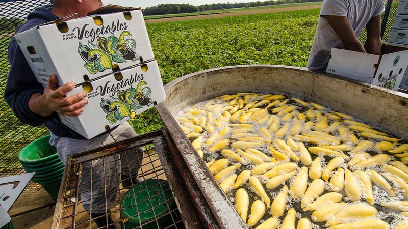 Migrant workers rinse just-picked yellow squash on a processing trailer