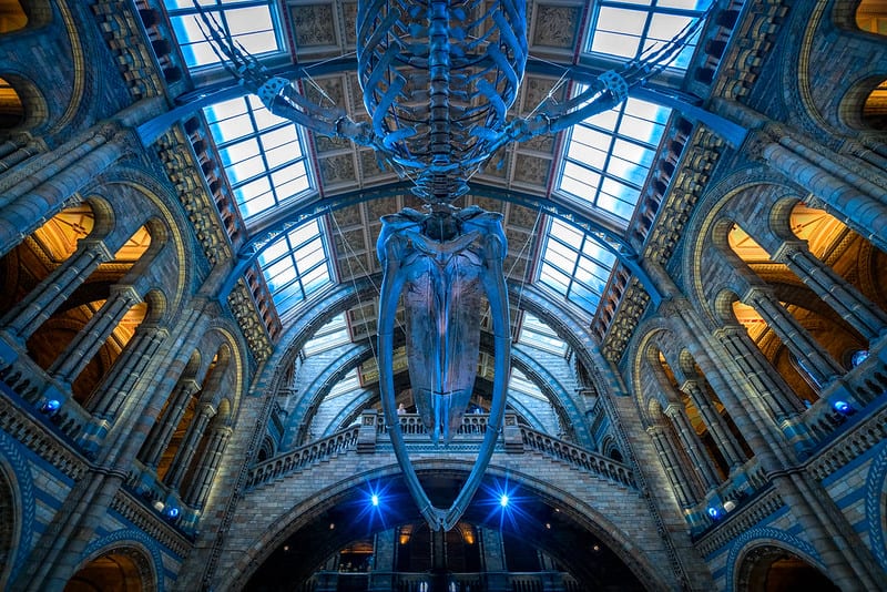 Blue whale skeleton on display at the Natural History Museum in London, England