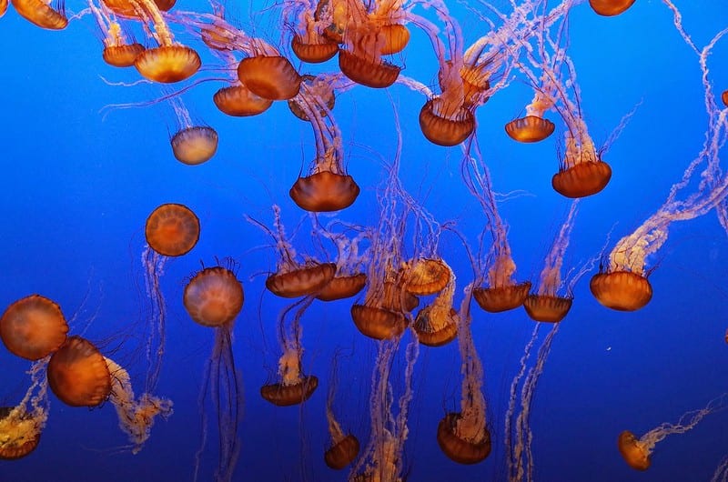 Orange jellyfish float in blue ocean water