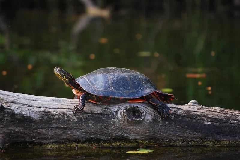 Red eared slider turtle sits on a log in a pond