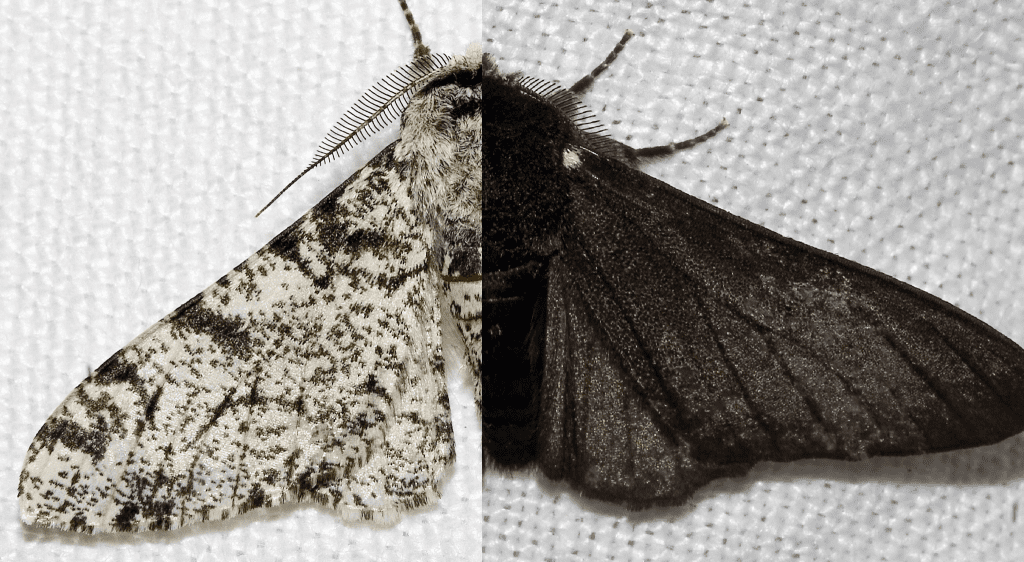 Understanding the Unintended Consequences of the Industrial Revolution Population Education