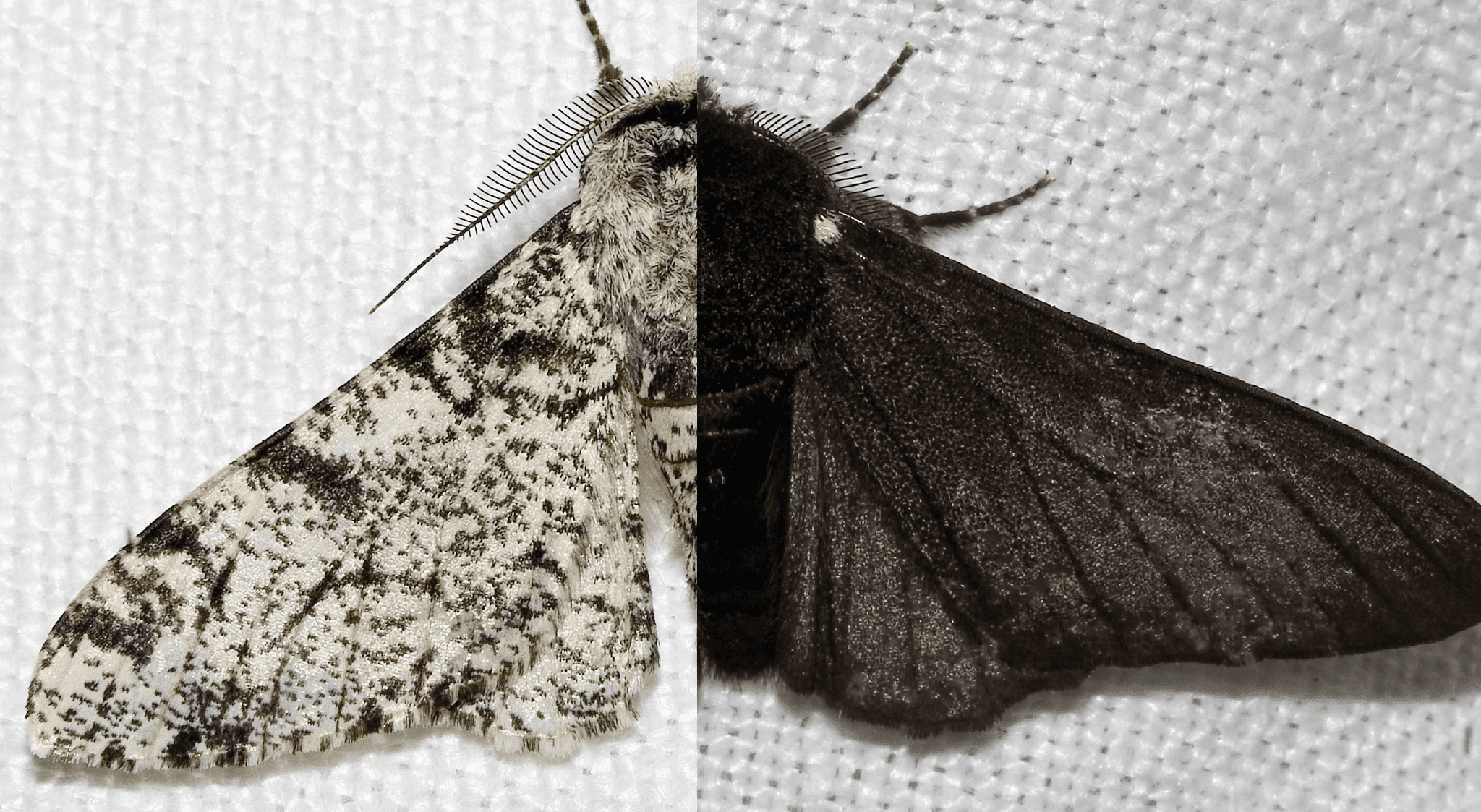 Side by side view of the original peppered moth and the darker colored peppered moth