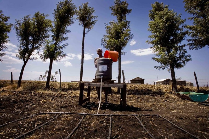 A woman near Gilgil, Kenya pours a bucket of water into a drip irrigation system
